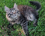 Кошки в Шатуре: Мей-кун котенок Девочка, 10 000 руб. - фото 7