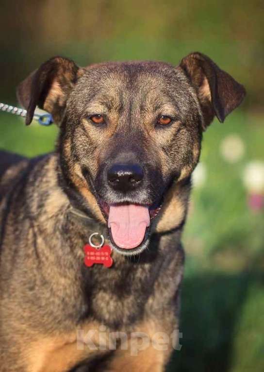 Собаки в Москве: Куша. Ей очень нужен дом Девочка, Бесплатно - фото 4