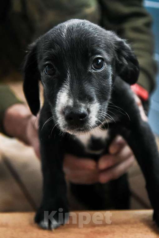 Собаки в Лосином-Петровском: Малышка метис спаниеля и лайки из ппбж Якутска Девочка, Бесплатно - фото 1