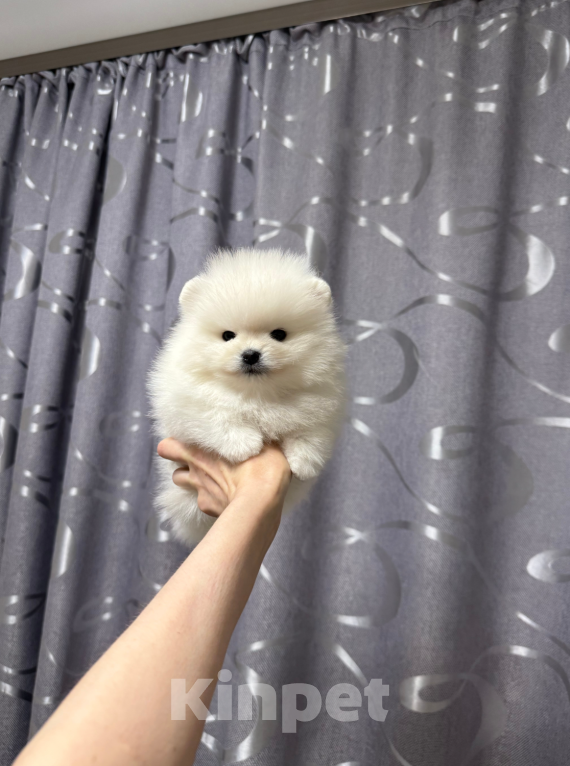 Собаки в Москве: Мальчик Мальчик, 30 000 руб. - фото 1