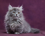 Кошки в Барнауле: Котик Юкотан💙 Мальчик, Бесплатно - фото 2