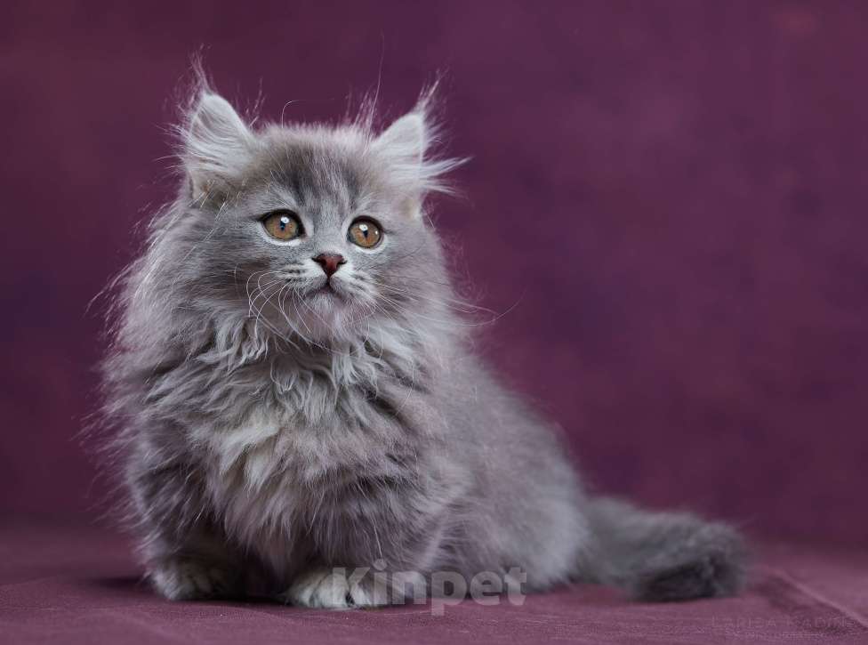 Кошки в Барнауле: Котик Юкотан💙 Мальчик, Бесплатно - фото 2