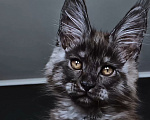 Кошки в Санкт-Петербурге: котенок мейн кун черный дым Мальчик, 100 000 руб. - фото 4