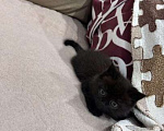 Кошки в Пензе: Британская кошечка Девочка, Бесплатно - фото 2