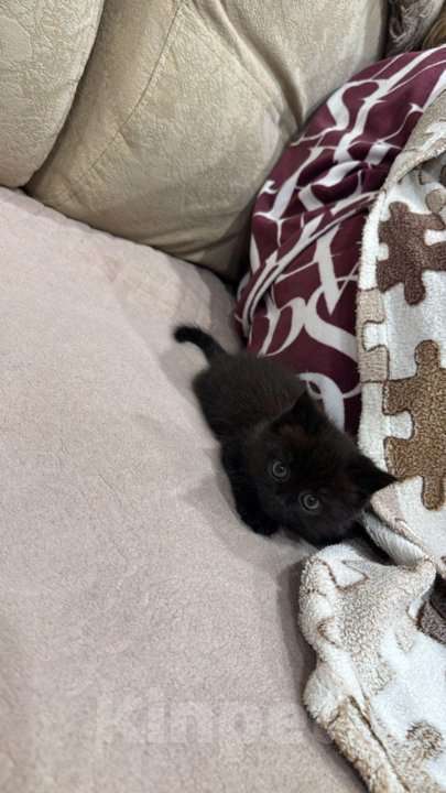 Кошки в Пензе: Британская кошечка Девочка, Бесплатно - фото 2