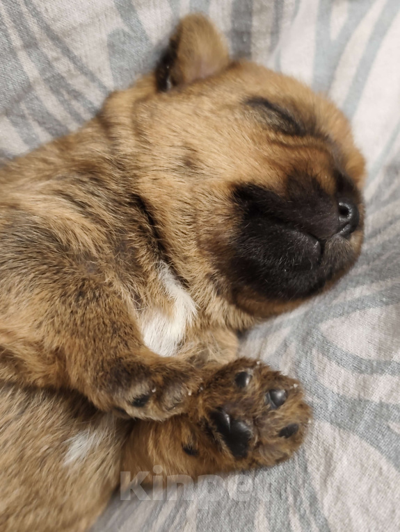 Собаки в Красноярске: Щенки норфолк терьера Девочка, 100 000 руб. - фото 5