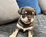 Собаки в других городах Московской области: Мальчик чихуахуа Генрих Мальчик, 60 000 руб. - фото 3