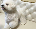Собаки в Москве: девочка Бишон Фризе Девочка, 130 000 руб. - фото 2