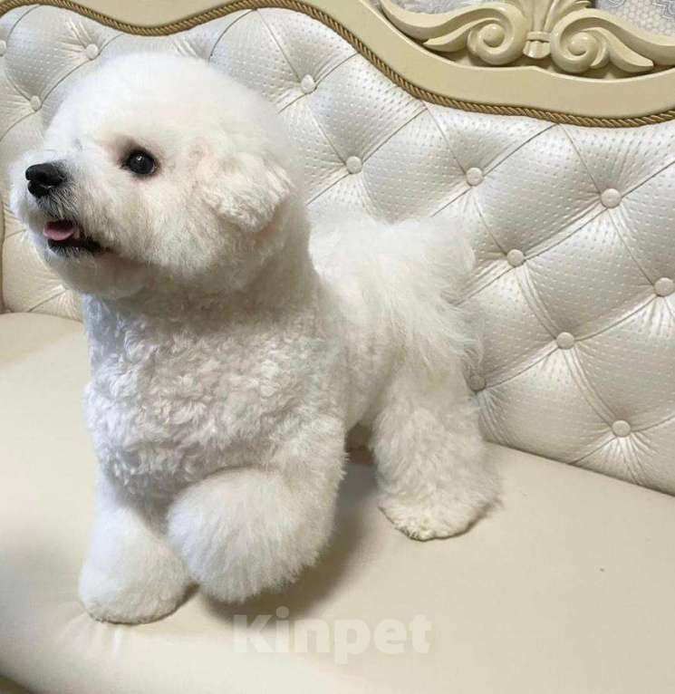 Собаки в Москве: девочка Бишон Фризе Девочка, 130 000 руб. - фото 2