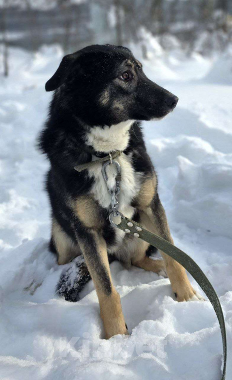Собаки в Королеве: Нуара. Приют Зоодом, г. Королев. Девочка, Бесплатно - фото 10