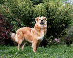 Собаки в Пушкино: Тотошка ищет свою Элли Мальчик, Бесплатно - фото 7