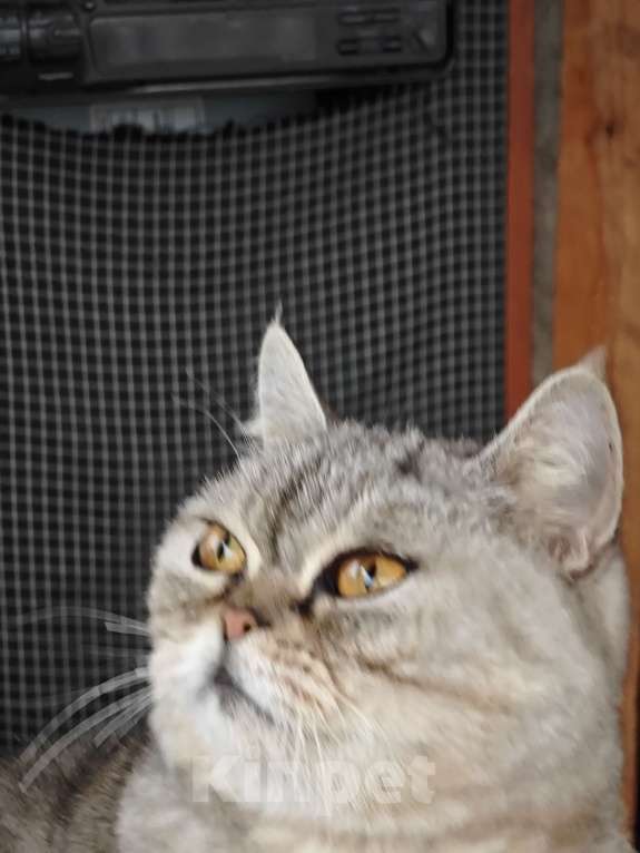 Кошки в Уфе: Красивая шотландская кошка в дар Девочка, Бесплатно - фото 6