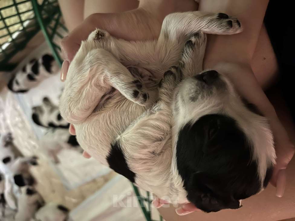 Собаки в Нижнем Новгороде: Щенки русского спаниеля Девочка, 15 000 руб. - фото 4