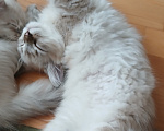 Кошки в Москве: котенок-котик Мальчик, Бесплатно - фото 2