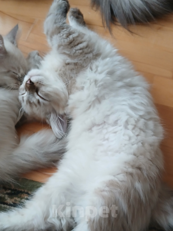 Кошки в Москве: котенок-котик Мальчик, Бесплатно - фото 2
