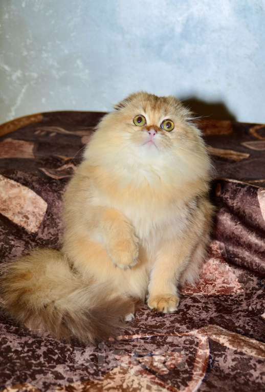 Кошки в Москве: Девочка хайленд фолд Девочка, 35 000 руб. - фото 3