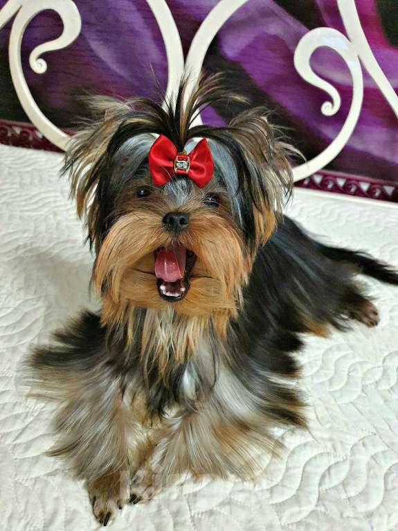 Собаки в Москве: МАЛЬЧИКИ-КРАСАВЧИКИ Мальчик, 45 руб. - фото 3