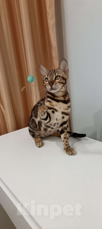 Кошки в других городах Свердловской области: Продажа чистопородных бенгальских котят Мальчик, Бесплатно - фото 3