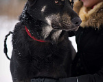 Собаки в Москве: БАЛУ Мальчик, Бесплатно - фото 5