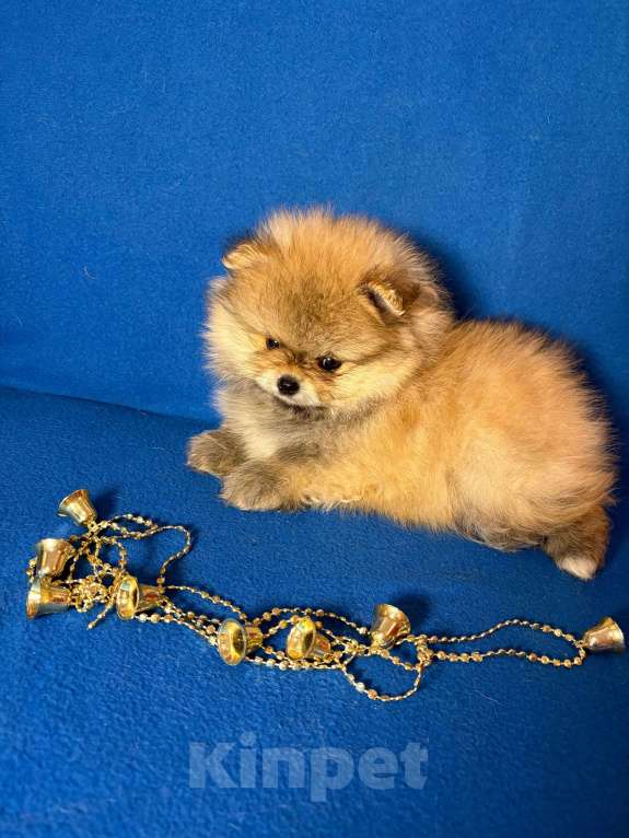 Собаки в Москве: Померанский шпиц-  Мальчики Мальчик, 30 000 руб. - фото 1