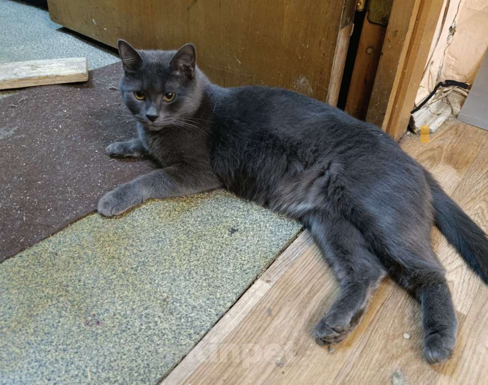 Кошки в Москве: Семён Семёныч  Мальчик, Бесплатно - фото 2