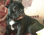 Собаки в Артеме: Французский бульдог Девочка, 35 000 руб. - фото 3