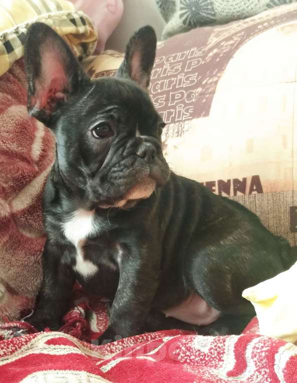Собаки в Артеме: Французский бульдог Девочка, 35 000 руб. - фото 3