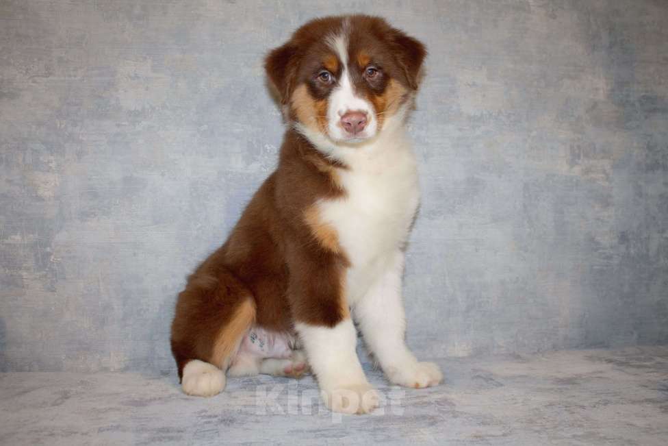 Собаки в других городах Московской области: Австралийская овчарка Мальчик, 50 000 руб. - фото 6