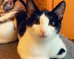 Кошки в Москве: Черно-белый котенок девочка Шанти, 4 месяца Девочка, Бесплатно - фото 5