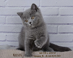 Кошки в Санкт-Петербурге: Голубой британский котенок Мальчик, 35 000 руб. - фото 3