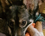 Собаки в Москве: Скромница Лесси ищет новый дом Девочка, Бесплатно - фото 5