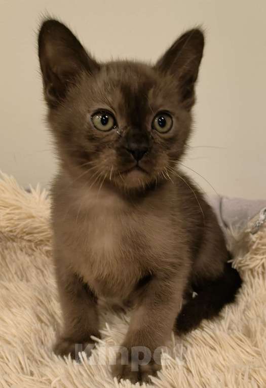 Кошки в Краснодаре: Котик соболь Мальчик, Бесплатно - фото 1