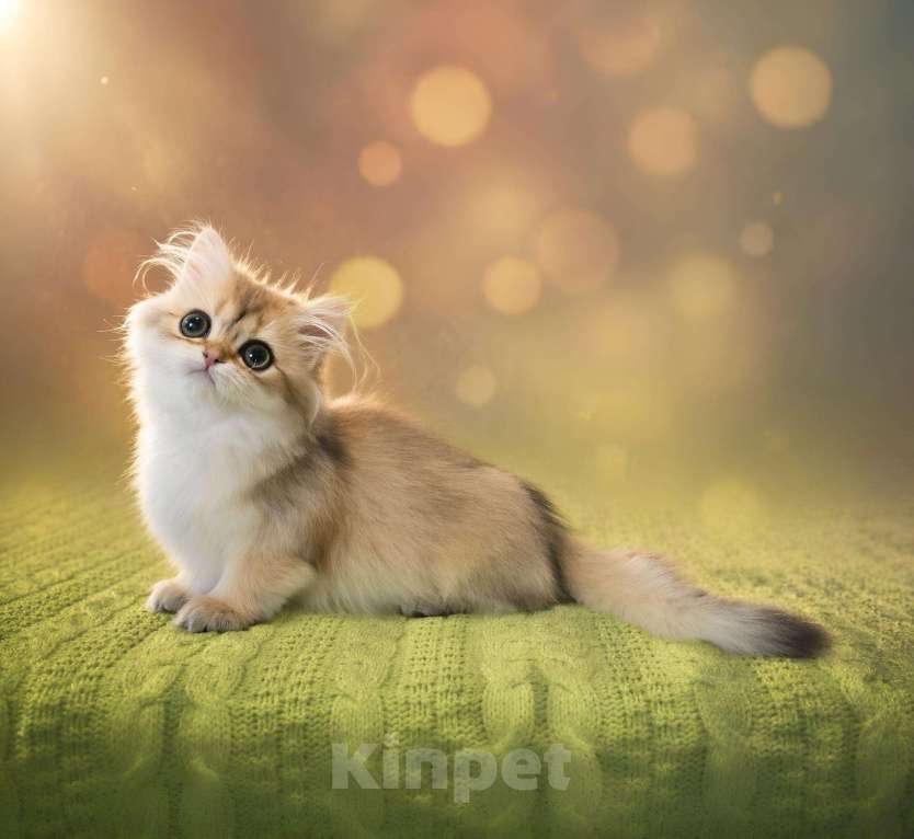 Кошки в Москве: Британская золотая короткошерстная Девочка, 40 000 руб. - фото 3