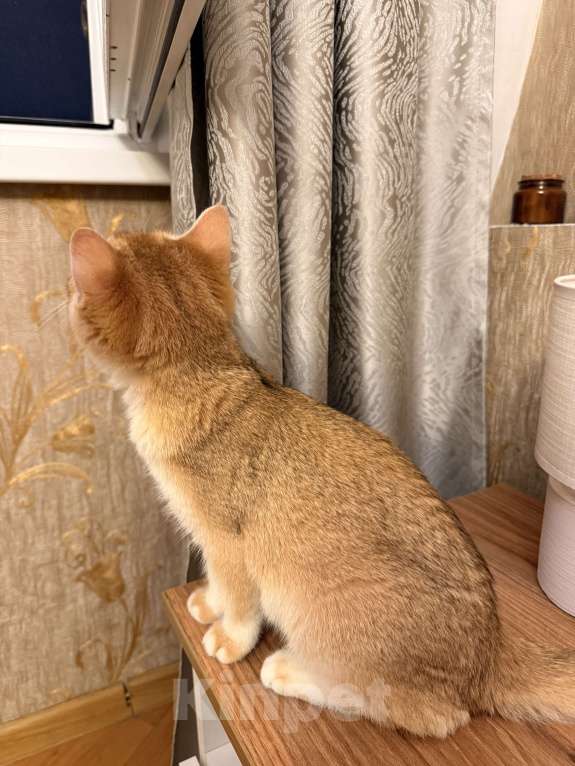 Кошки в Сочи: Британский котенок золотая шиншилла  Девочка, 15 000 руб. - фото 2