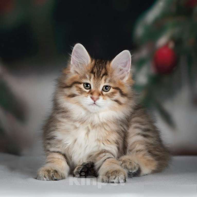 Кошки в Дедовске: Золотая красавица Девочка, 60 000 руб. - фото 3