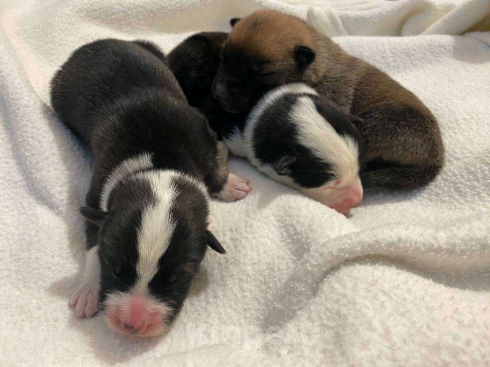 Собаки в Санкт-Петербурге: Щенки в добрые руки Мальчик, Бесплатно - фото 4