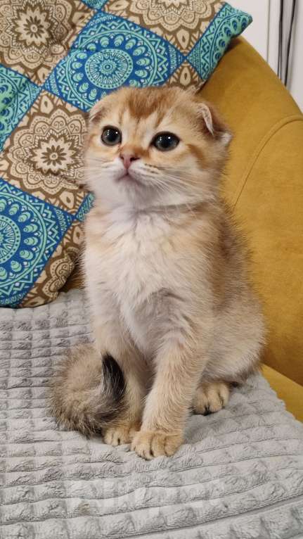 Кошки в Санкт-Петербурге: Шотландские котята Мальчик, 25 000 руб. - фото 4