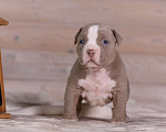 Собаки в Королеве: Американский булли Девочка, 180 000 руб. - фото 2