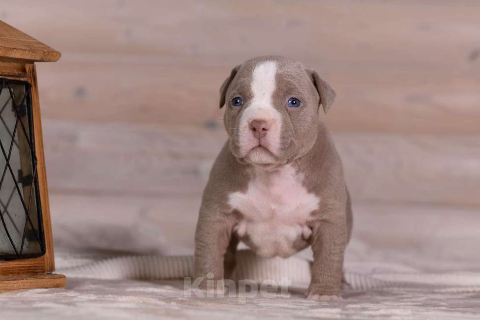 Собаки в Королеве: Американский булли Девочка, 180 000 руб. - фото 2