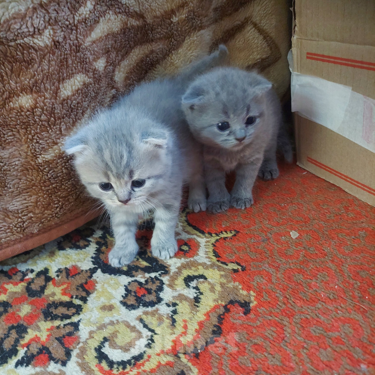 Кошки в других городах Приморского края: Продажа котят Девочка, 9 000 руб. - фото 10