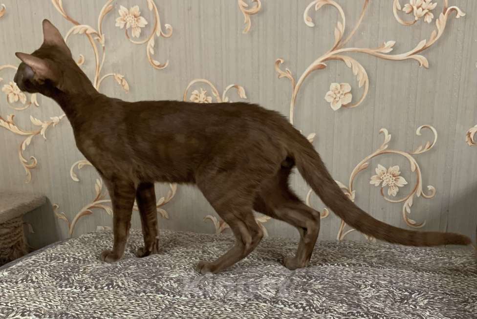 Кошки в Москве: Ориентальный котенок Мальчик, Бесплатно - фото 3