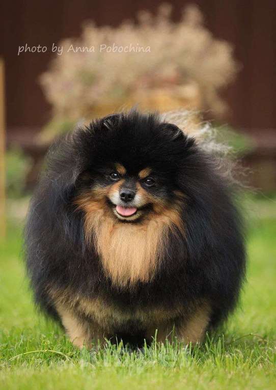 Собаки в Москве: Шикарный интеллигентный чемпион малого немецкого шпица ищет невесту для встречи. Мальчик, 30 000 руб. - фото 1