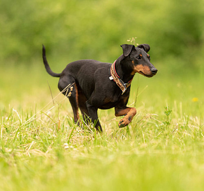 Манчестер-терьер