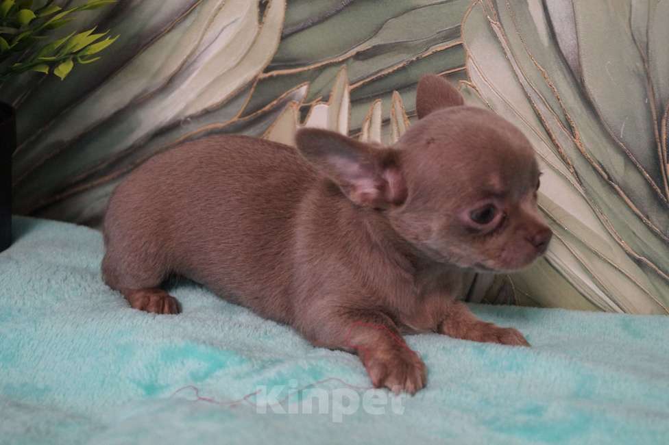 Собаки в Москве: Девочка чихуа Девочка, 35 000 руб. - фото 4