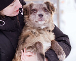 Собаки в Москве: Необычный щенок окраса мерле в дар Девочка, Бесплатно - фото 4