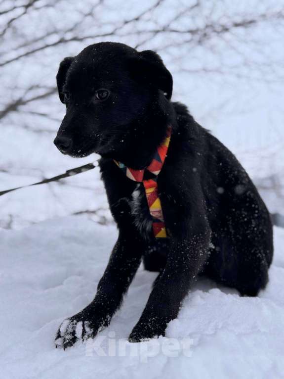 Собаки в Уфе: Щенок Мальчик, 300 руб. - фото 4