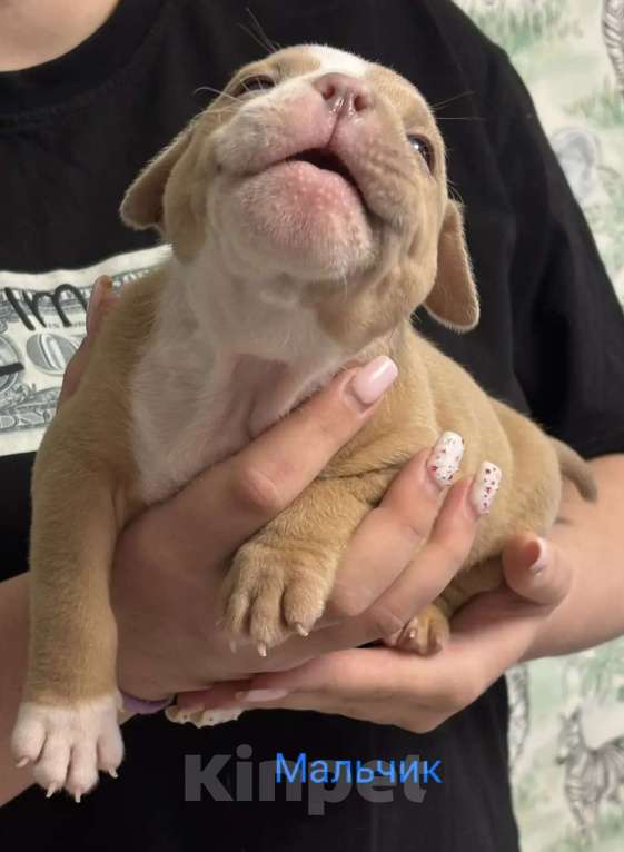 Собаки в Москве: Щенки американского булли в типе покет Разнополые, 70 000 руб. - фото 4