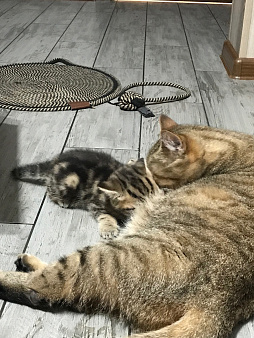 Продаются котята