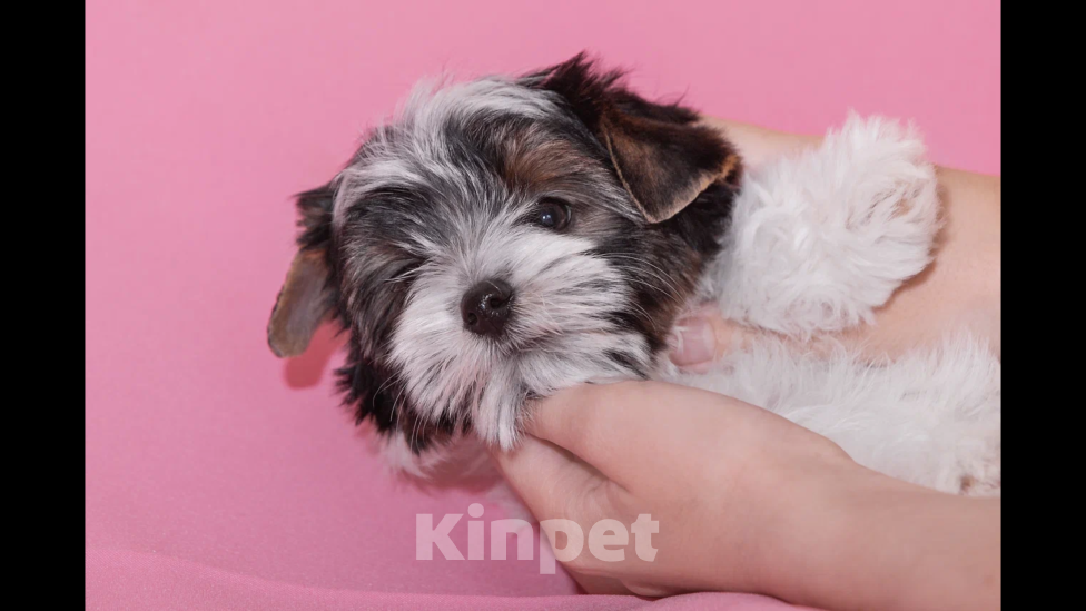 Собаки в Екатеринбурге: Бивер терьер, щенок, девочка. Девочка, 45 000 руб. - фото 5