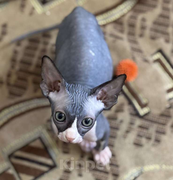 Кошки в Новосибирске: Канадский сфинкс котенок Мальчик, 15 000 руб. - фото 1